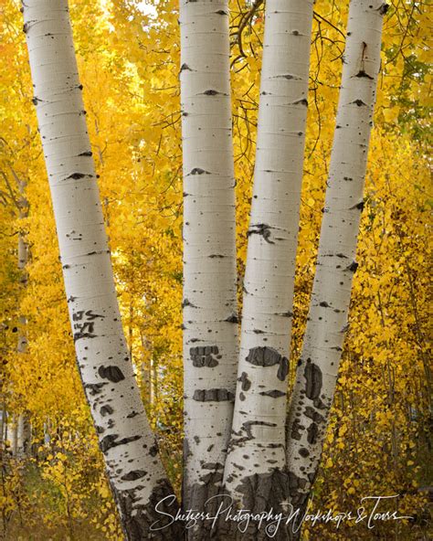 aspren sprout|How Aspen Trees Propagate: Insights on Clonal Colonies